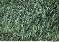 Photo Texture of Grass